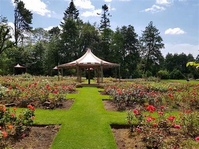 Summer Rose Festival Featured Image